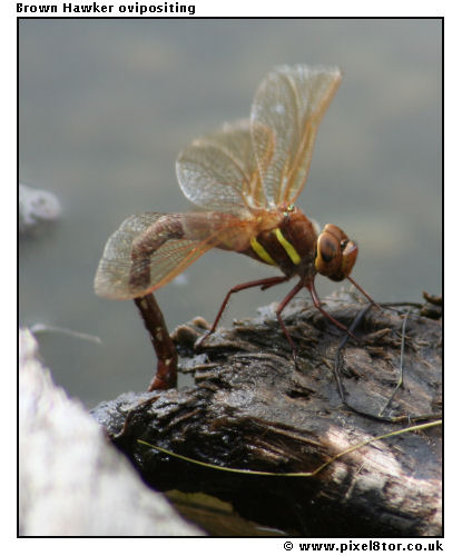 Brown Hawker Ovipositing