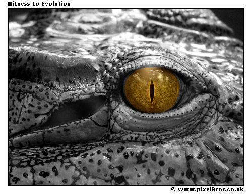 Witness to Evolution
