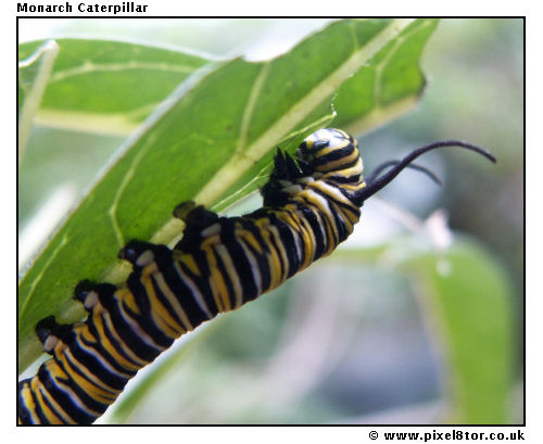 Monarch Caterpillar