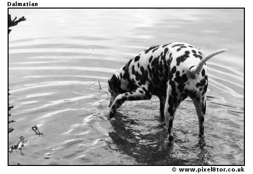 Dalmation