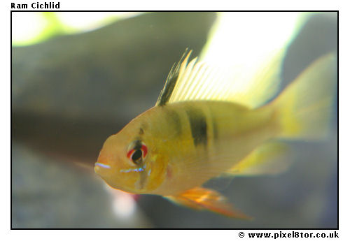 Ram Cichlid