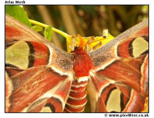 Atlas Moth