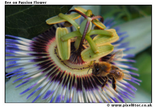 Bee on Passion Flower