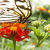 White Tree Nymph Butterfly