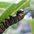 Monarch Caterpillar