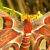 Atlas Moth