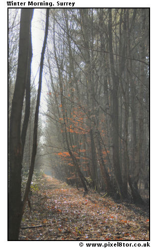 Winter Morning, Surrey